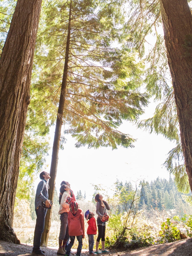 Een gezin kijkt omhoog naar de bomen in Vancouver Canada