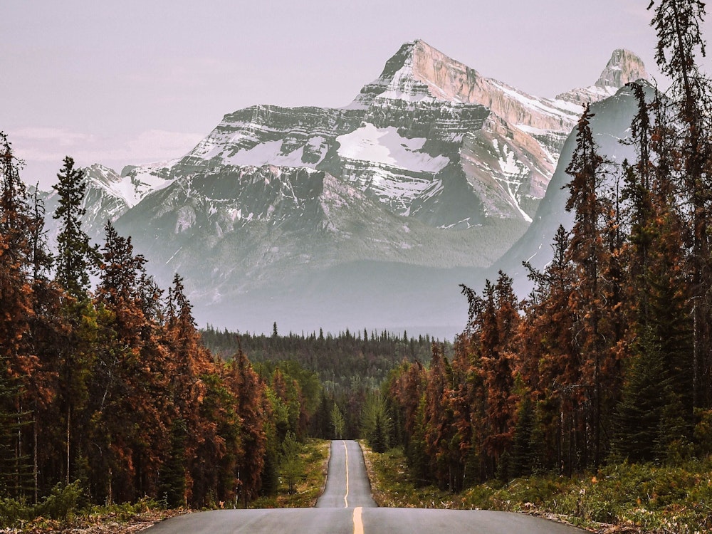 Weg door de bossen richting de bergen in Alberta Canada