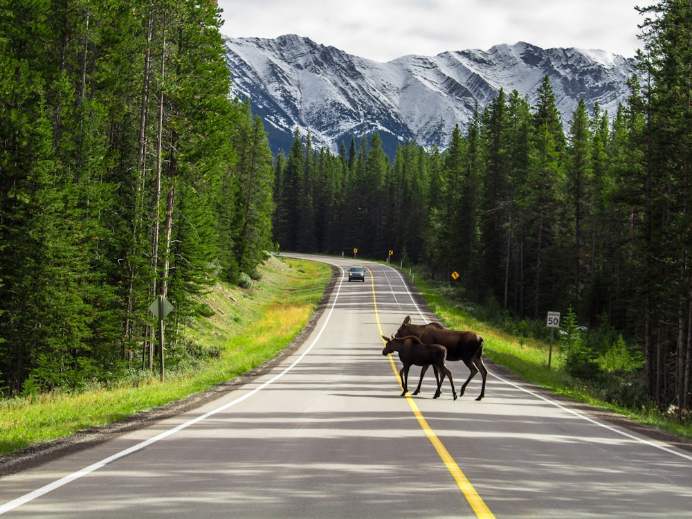 Zwei Elche laufen über Straße in Kanada