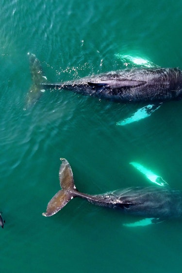 ca_couples_whales_bay of fundy