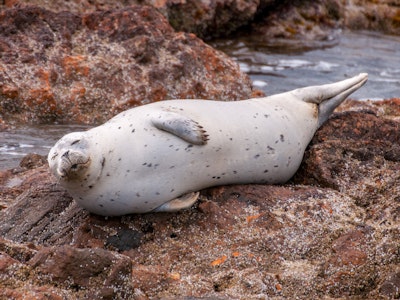 ca_harbor seals_wildlife