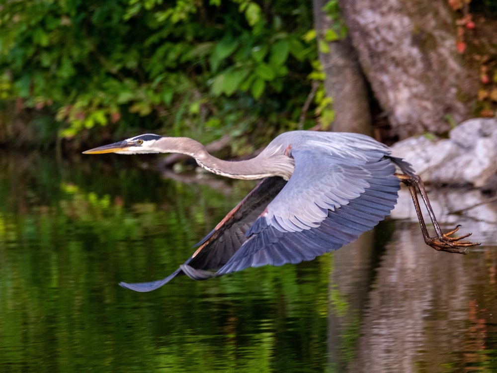 Canada great blue heron bird