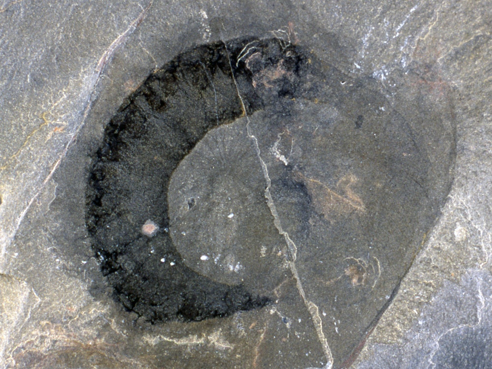 Canada yoho national park burgess shale dinosaur