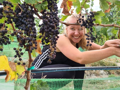 Ilona grapes vineyard okanagan valley canada