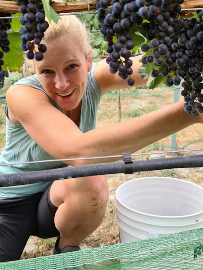 Melanie grapes vineyard okanagan valley