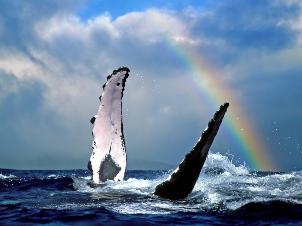 Usa hawaii lanai whale rainbow credit hawaii tourism authority joe west
