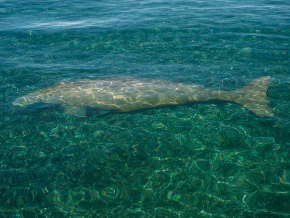 Seekuh unter Wasser in Westaustralien