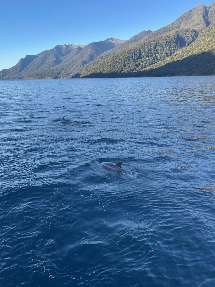 Neuseeland Delfine