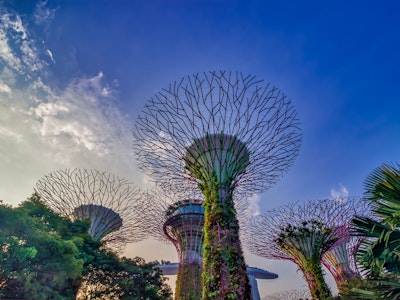 Super Trees im Gardens by the Bay in Singapur