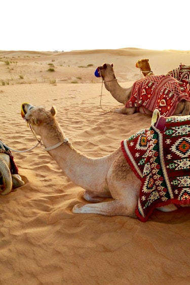 Dubai Stopover Australien Kamele