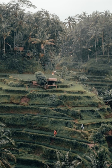 Bali Stopover Rice Field