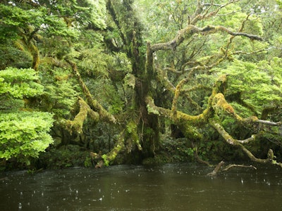 Alter Baum mit vermoosten Ästen steht in dunkelgrünem Flusswasser in verregnetem Wald