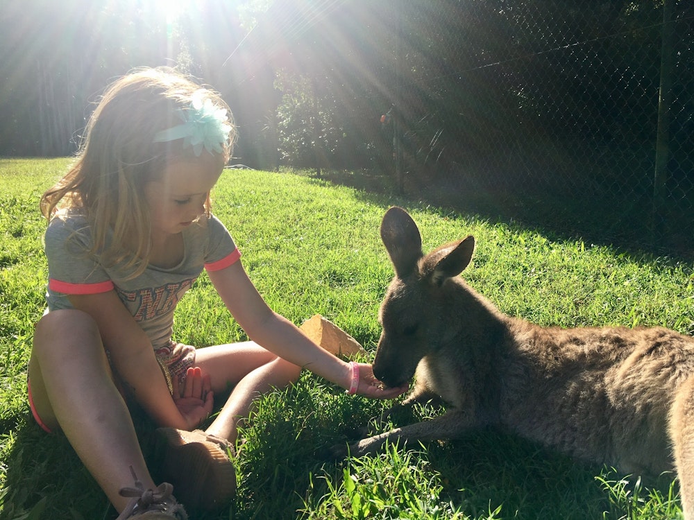 Aus familie van oord kind kangaroo