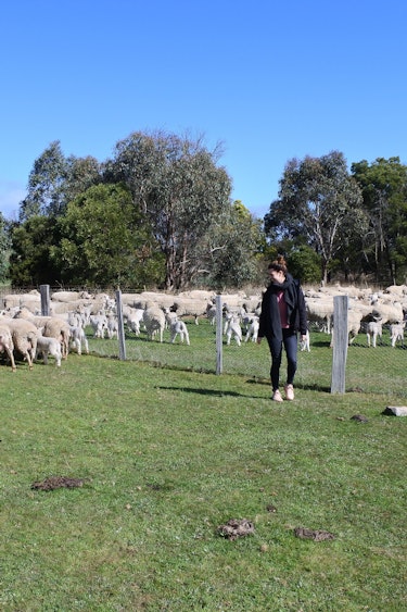 Judi australie tasmanie schapen