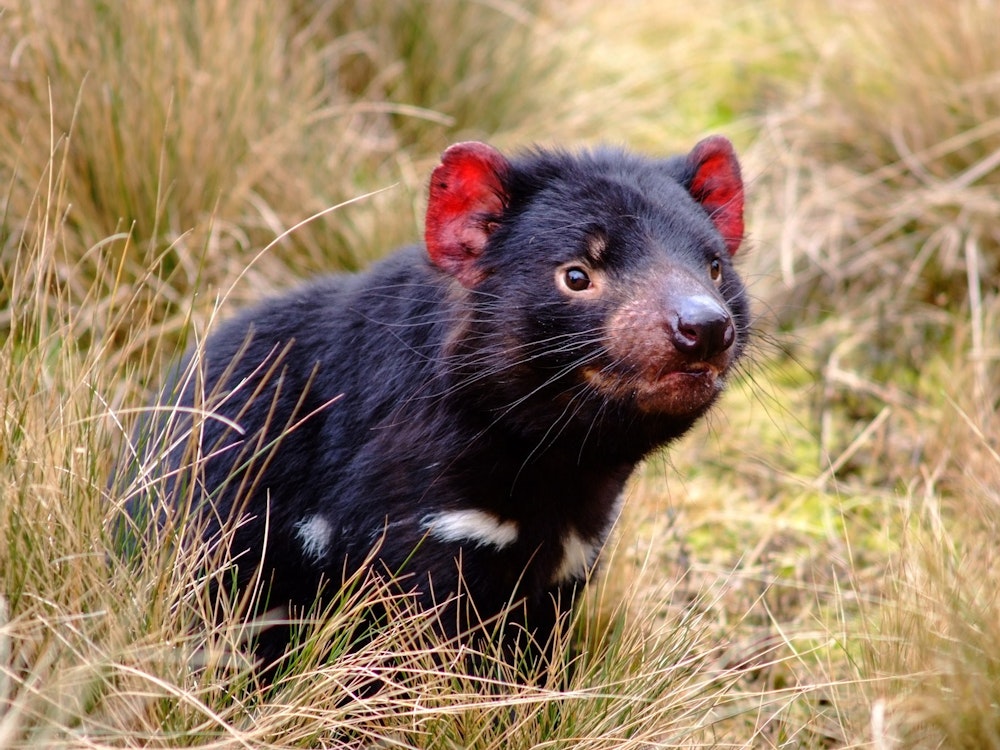 Tasmanischer Teufel auf dem Cradle Mountain