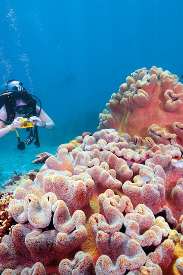 Australien Queensland Great Barrier Reef Riesenkoralle und Taucher