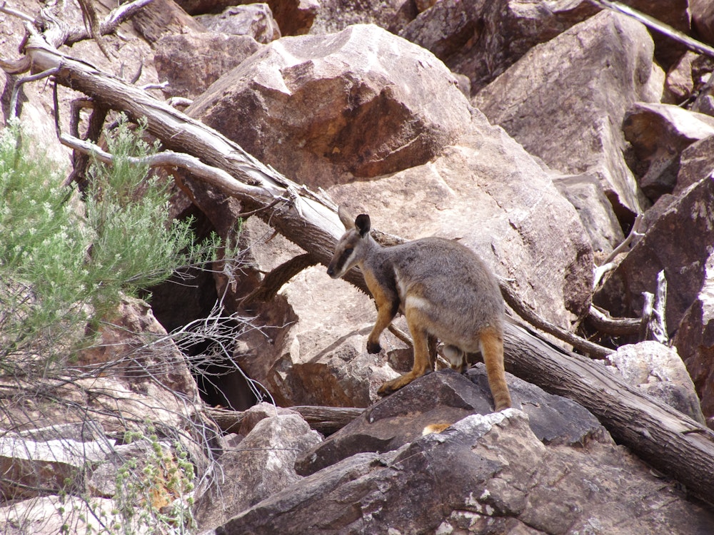 De Yellowfoots tale kangaroo