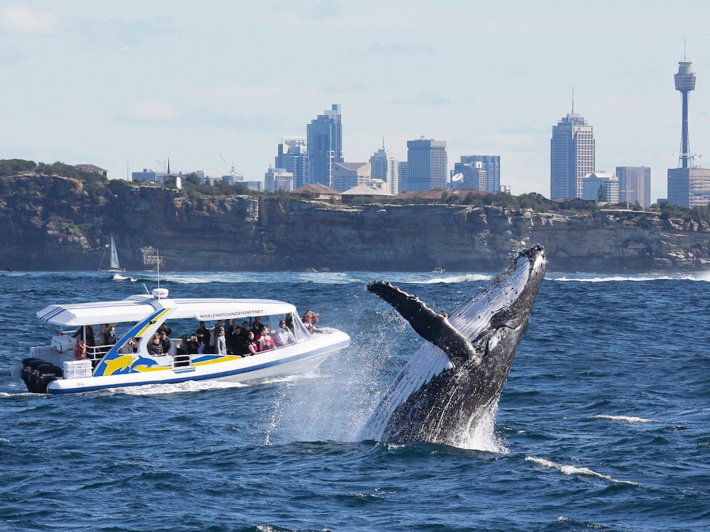 Au general activities whale watching sydney discovery cruise