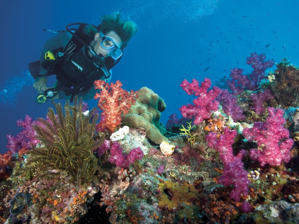 Duiker verkend de kleurrijke koraalriffen van het Great Barrier Reef