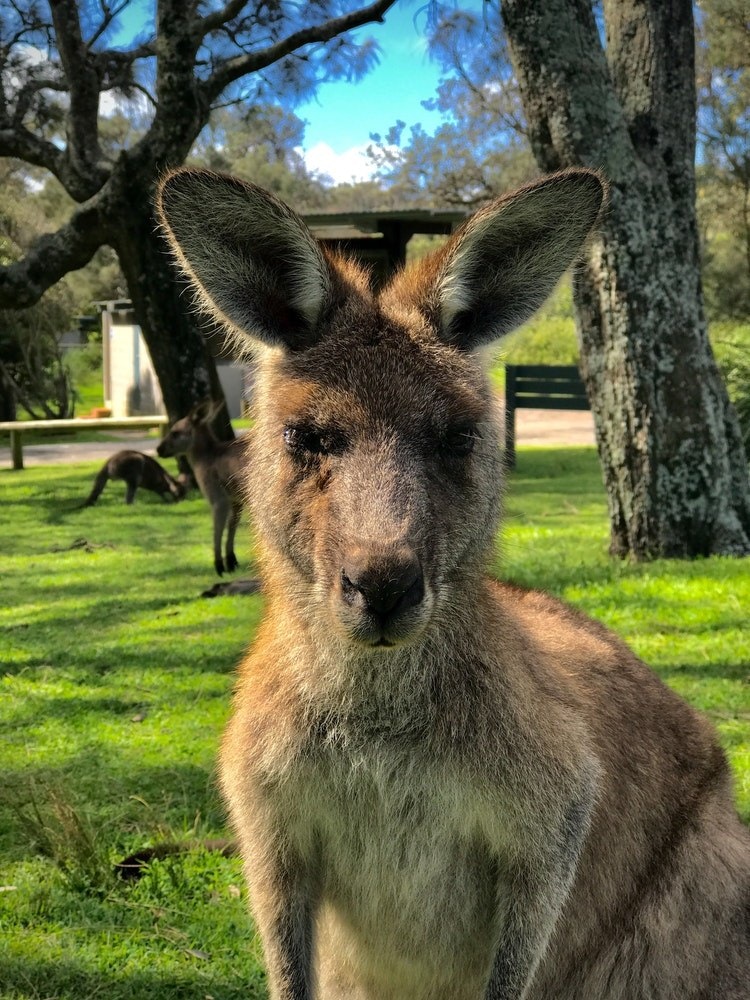 Känguru schaut in Kamera in New South Wales