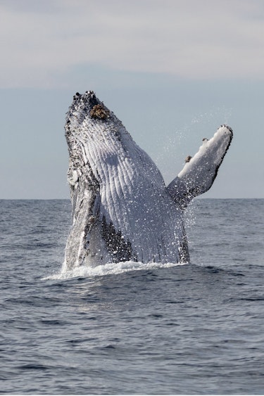 Au nsw jervis bay whalewatching Credit Jordan Robins