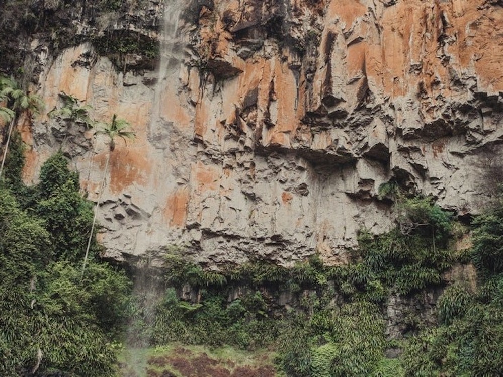 Mann wandert durch tiefgrünen Regenwald im Daintree Nationalpark