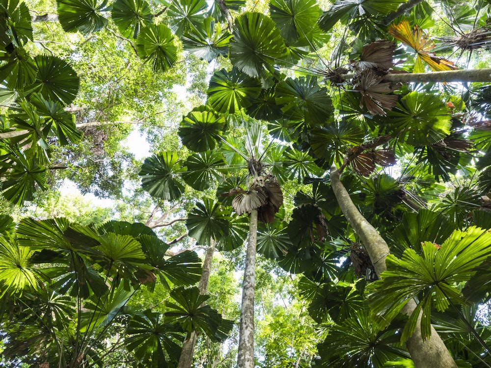 Blick nach oben in die Baumkronen des Regenwaldes in Queensland