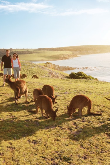 Australien South Australia Kangaroo Island Kängurus Küste Meerblick