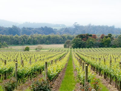 Wijngaarden in de Yarra Valley