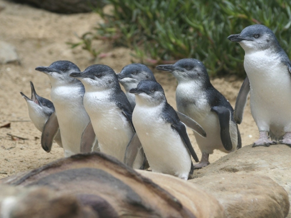Pinguïns lopen over het strand bij Philip Island