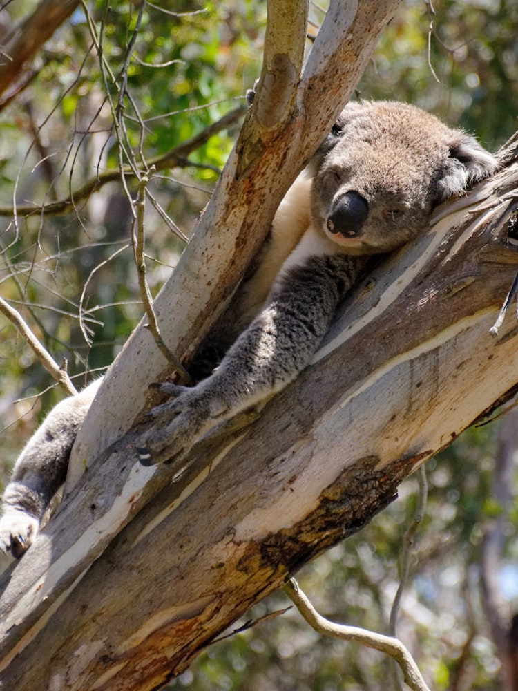 Aus vic phillip island koala hugo kruip unsplash