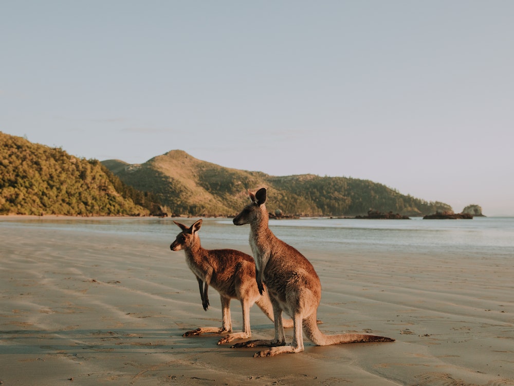 Zwei Kängurus stehen an Strand von Queensland