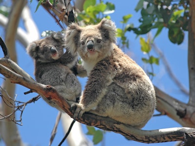 Moeder en baby koala in boom