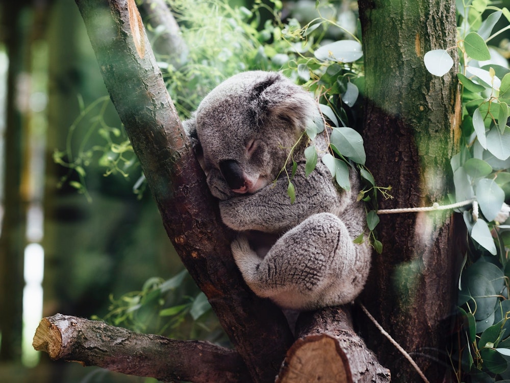 Koala schläft in Astgabel