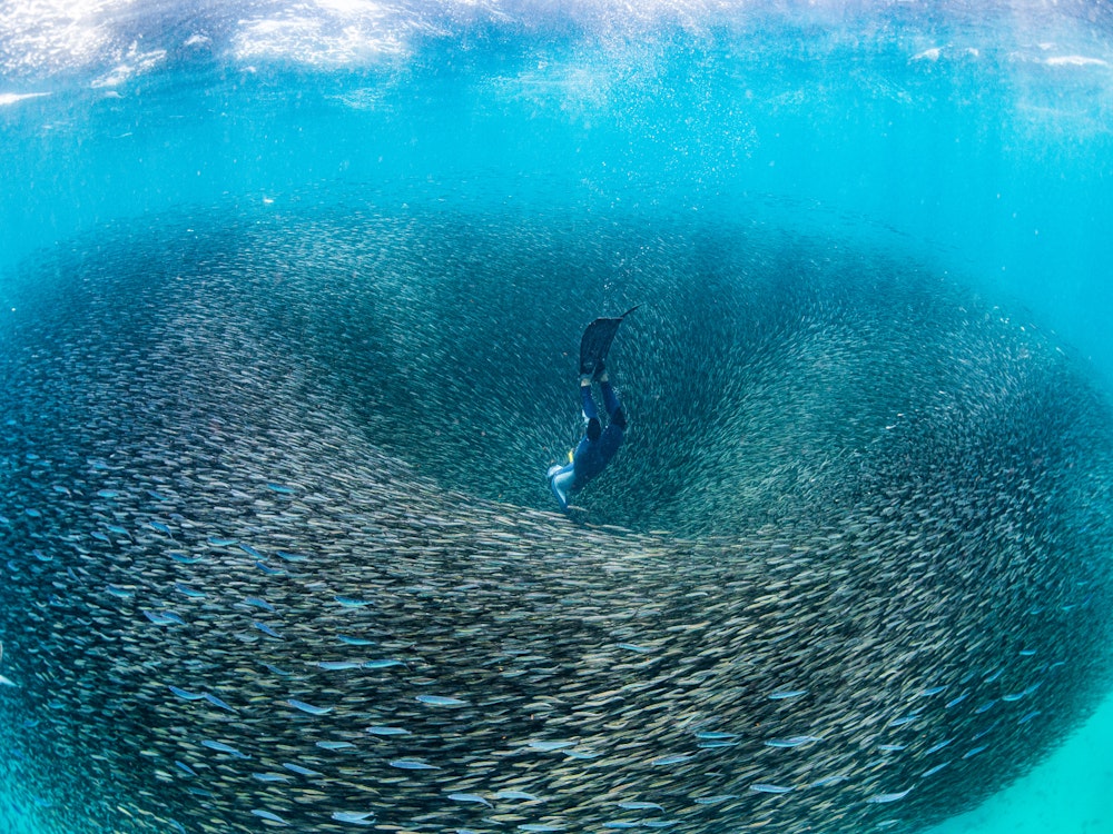 Fischschwarm Ningaloo Riff