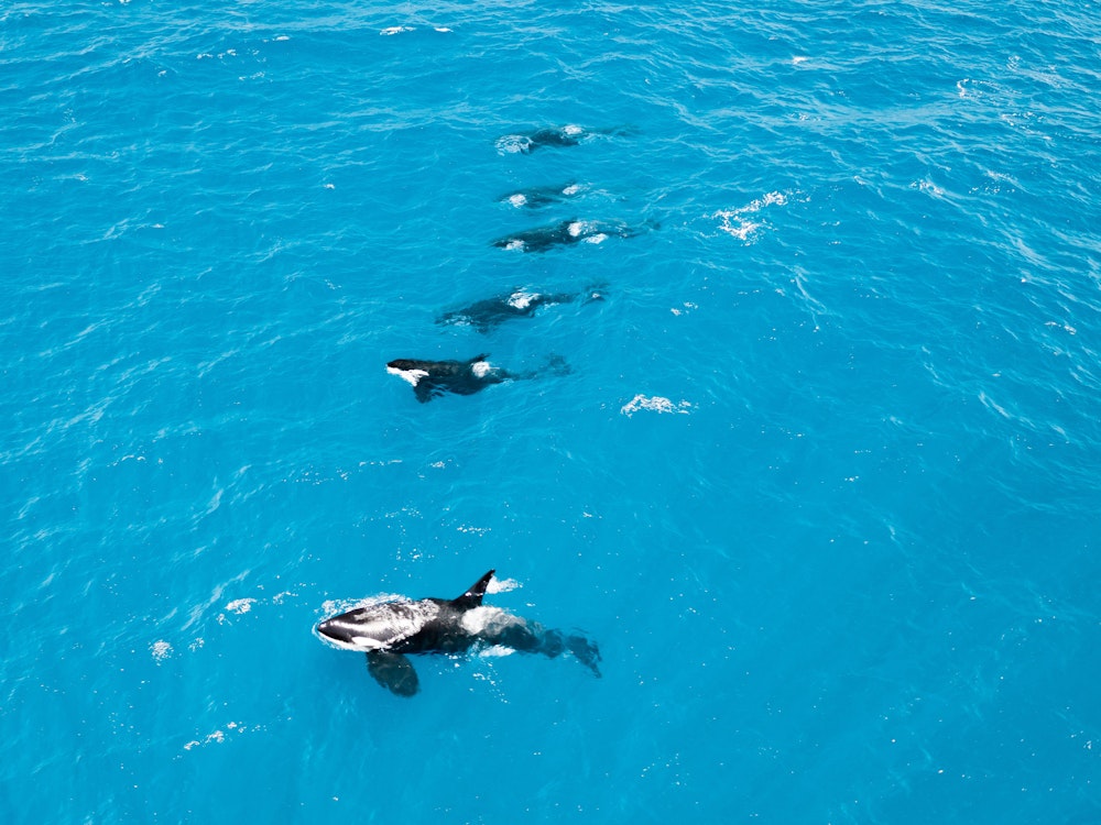 Orcas schwimmen vor der Küste der Bremer Bucht
