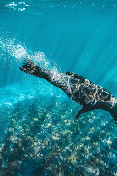 Aus wa rottnest island seal swim credit Tourism Western Australia