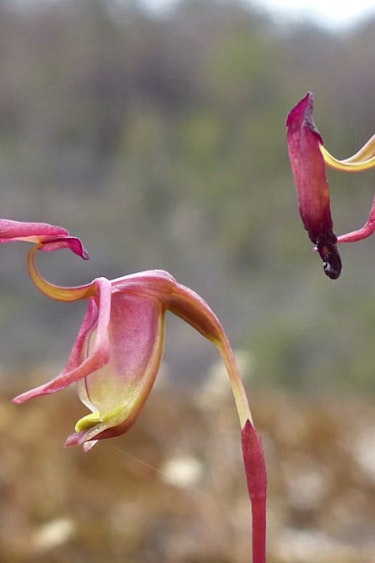 Australien Kangaroo island Enten Orchidee