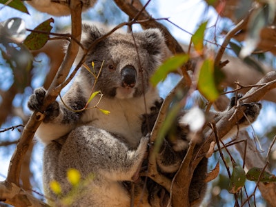 Kangaroo in tree | Australia wildlife