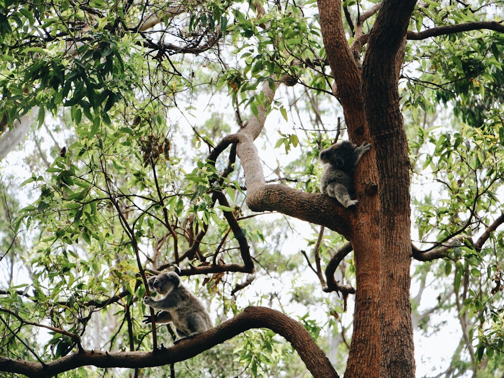 Koala in boom in Port Macquarie, Australie