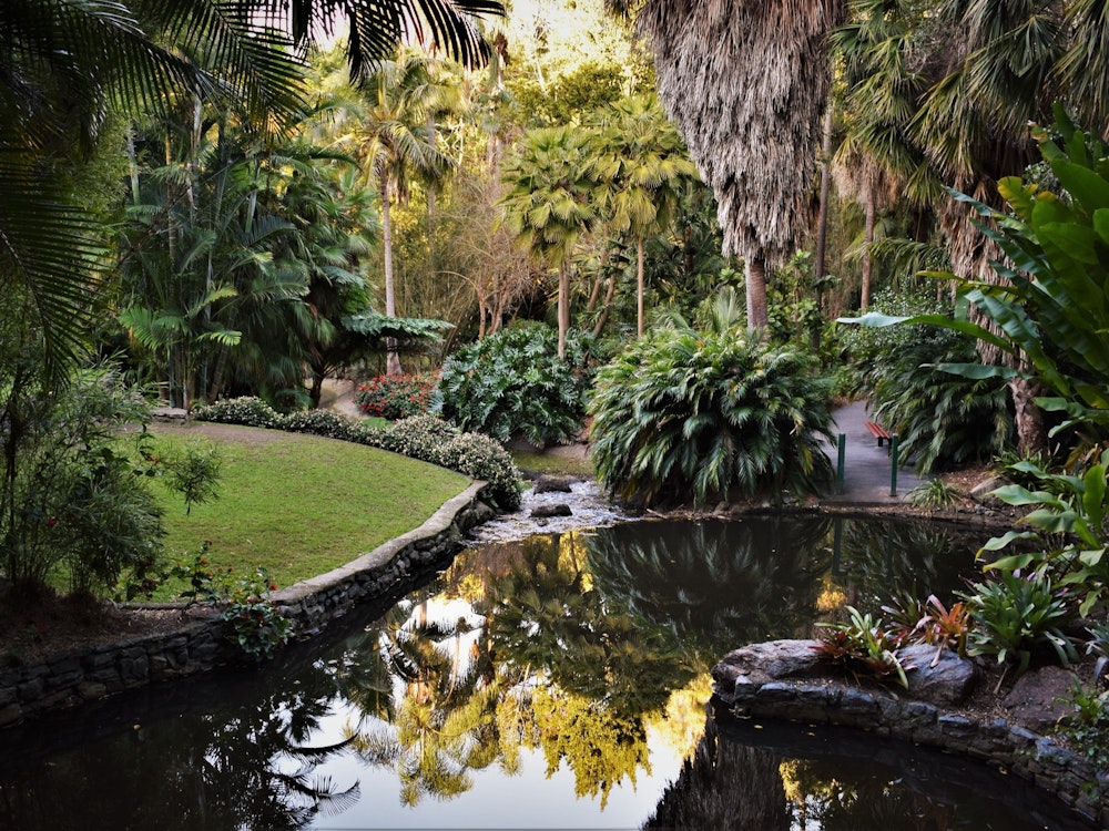 Palmen und Fluss im Botanischen Garten in Brisbane