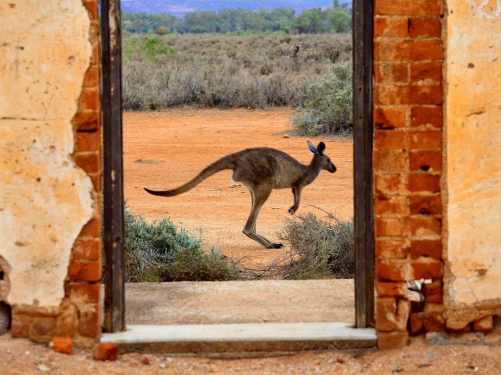 Aus broken hill nsw kangaroo meg jerrard unsplash
