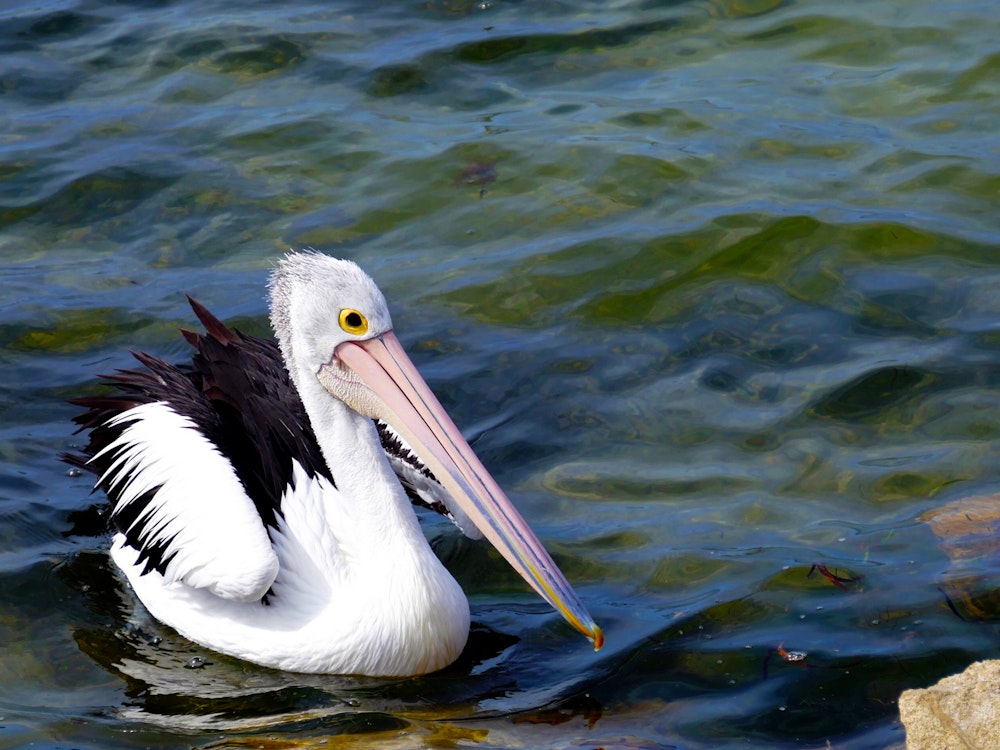 Pelikan schwimmt auf Wasser in Coorong