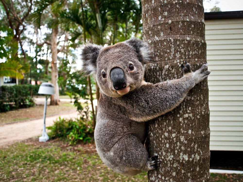 Aus nsw koala lukas tennie unsplash