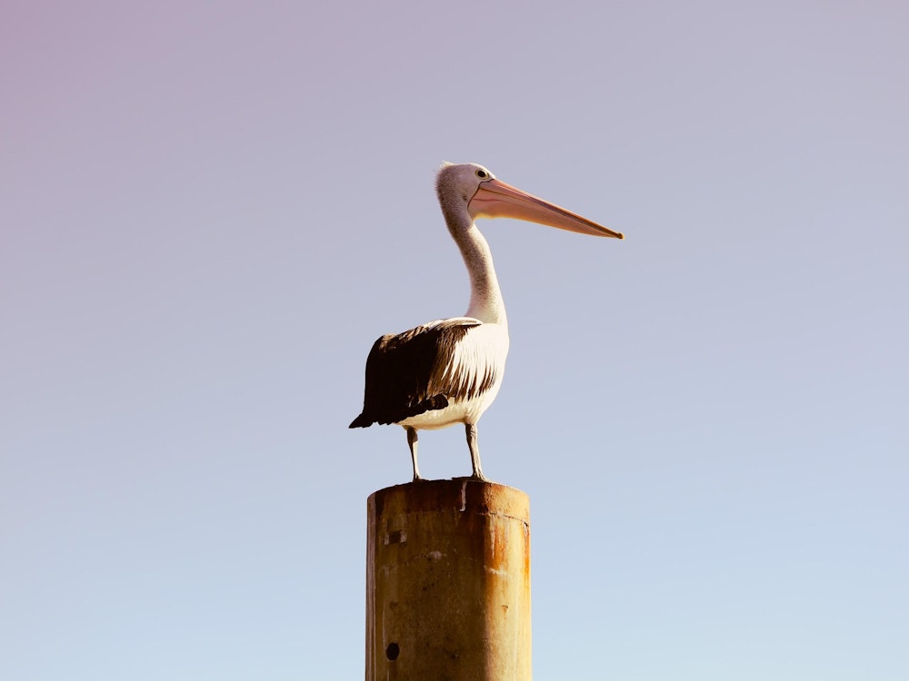 Aus port macquarie pelican ocean nsw unsplash