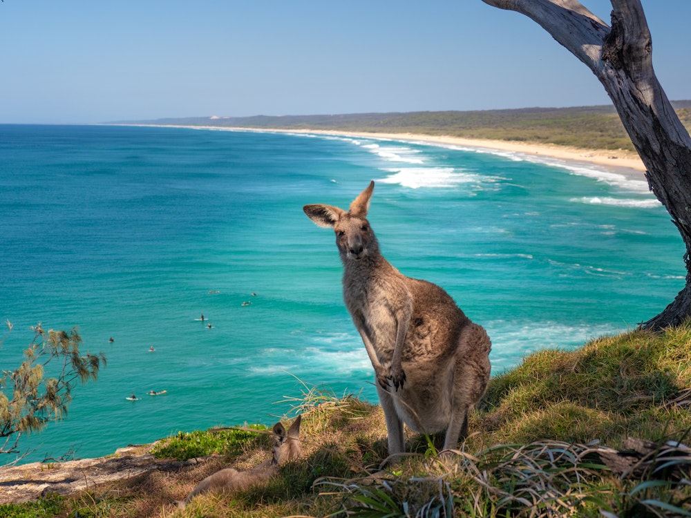 Een wilde kangoeroe op North Stradbroke Island nabij Brisbane