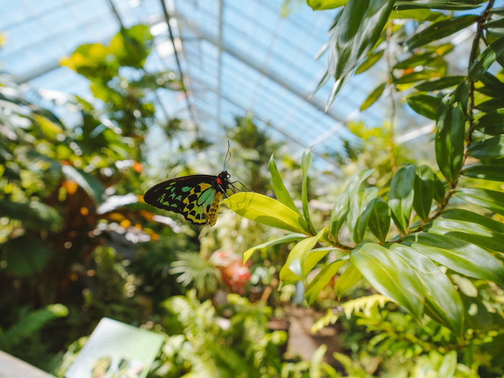Een overdekte kas met veel groene planten en een vlinder inde Butterfly Sanctuary