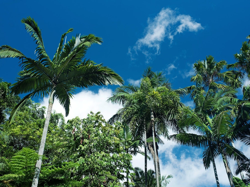 Palmbomen in Cairns Botanical Gardens