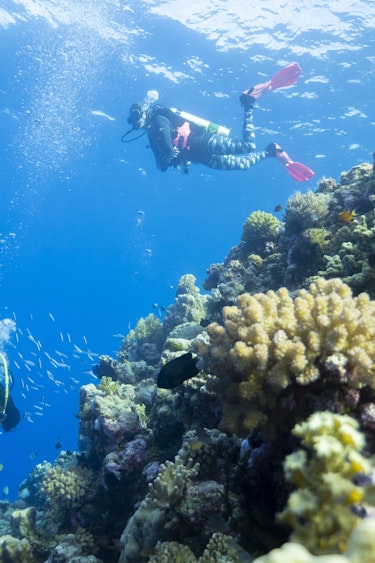Aus qld cairns great barrier reef scuba dive
