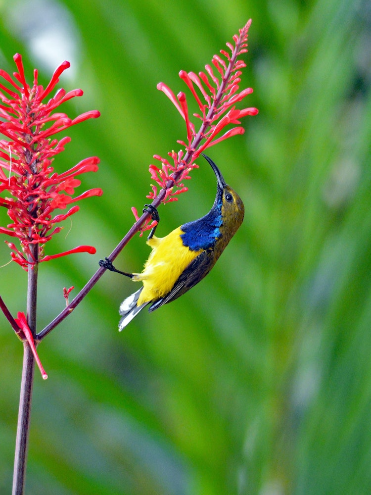 De sunbird met een olijfgroene rug en geel met blauwe borst